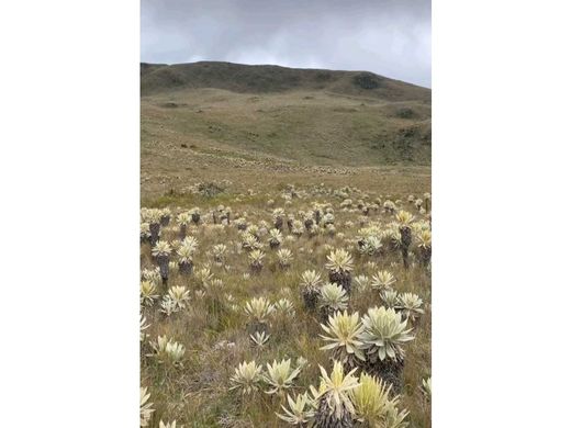 Quinta rústica - Sevilla, Departamento del Valle del Cauca