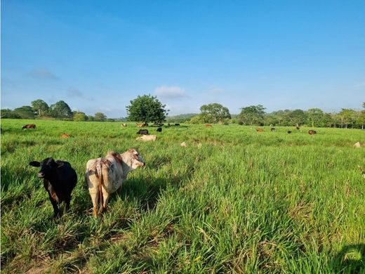 ﻣﻨﺰﻝ ﺭﻳﻔﻲ/ ﺑﻴﺖ ﻤﺰﺭﻋﺔ ﻓﻲ Ciénaga de Oro, Departamento de Córdoba
