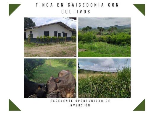 ‏בתים כפריים או חוות ב  Caicedonia, Departamento del Valle del Cauca
