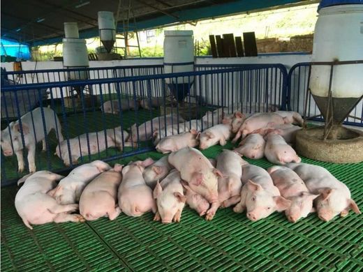 Quinta rústica - Guadalajara de Buga, Departamento del Valle del Cauca