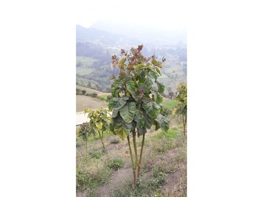 Grond in Tocancipá, Departamento de Cundinamarca