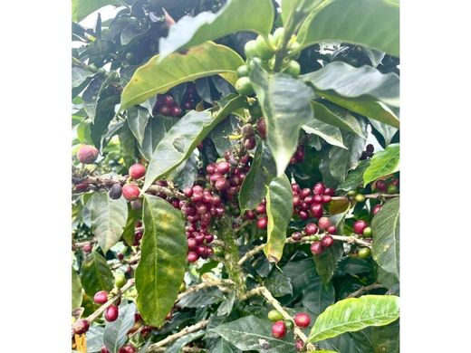 Rustico o casale a Santa Rosa de Cabal, Departamento de Risaralda