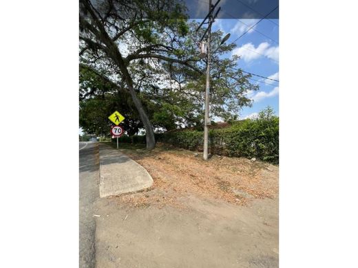 地皮  卡利, Cali