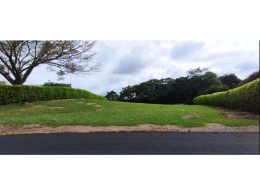 地皮  卡利, Cali