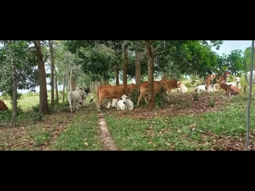 Farmhouse in Puerto Gaitán, Departamento del Meta
