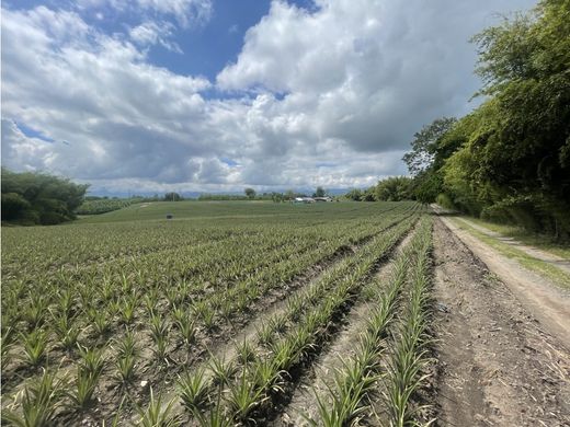 地皮  La Tebaida, Quindío Department