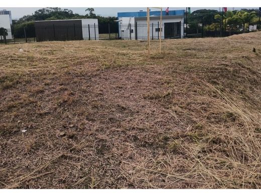 地皮  卡利, Cali