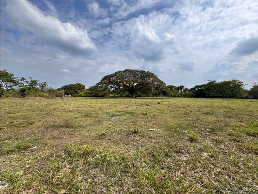 地皮  卡利, Cali