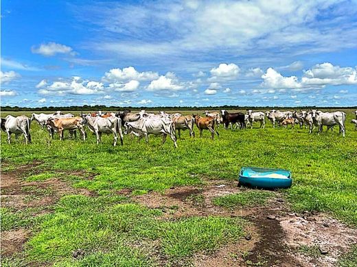Ferme à Puerto Gaitán, Departamento del Meta