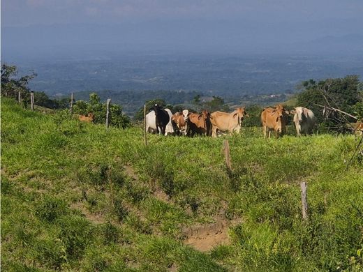 ﻣﻨﺰﻝ ﺭﻳﻔﻲ/ ﺑﻴﺖ ﻤﺰﺭﻋﺔ ﻓﻲ Norcasia, Departamento de Caldas