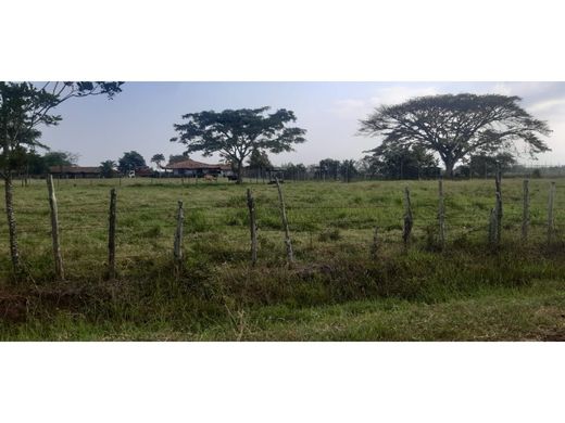 地皮  卡利, Cali