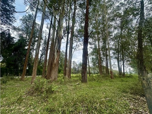 Teren w Rionegro, Departamento de Antioquia