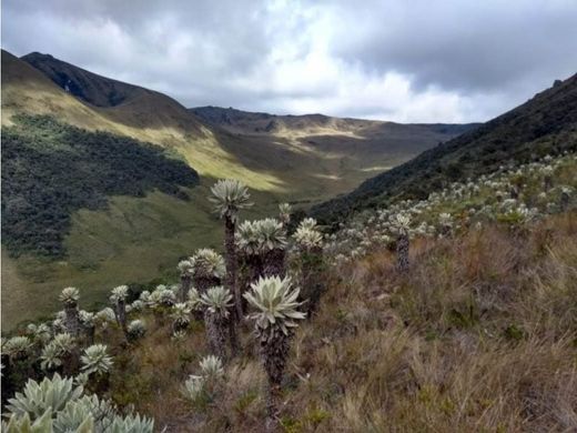 Quinta rústica - Sevilla, Departamento del Valle del Cauca