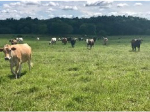 Ρουστίκ ή αγροικία σε Puerto Parra, Departamento de Santander