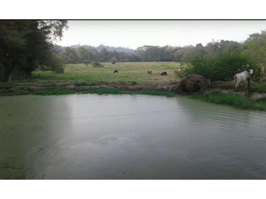 Arsa Salgar, Departamento de Antioquia