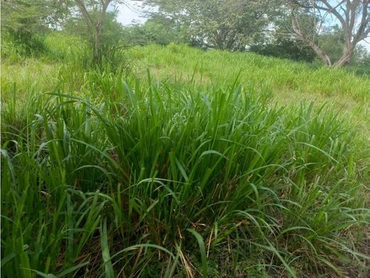 Участок, Картахена, Cartagena de Indias