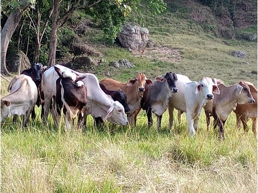 Farmhouse in Honda, Departamento de Tolima
