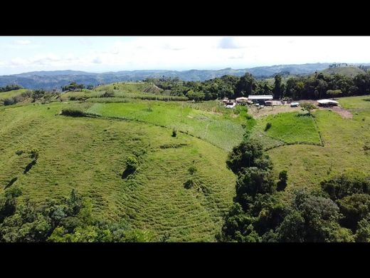 Ferme à Maceo, Departamento de Antioquia