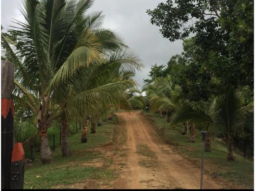 Ferme à Maceo, Departamento de Antioquia