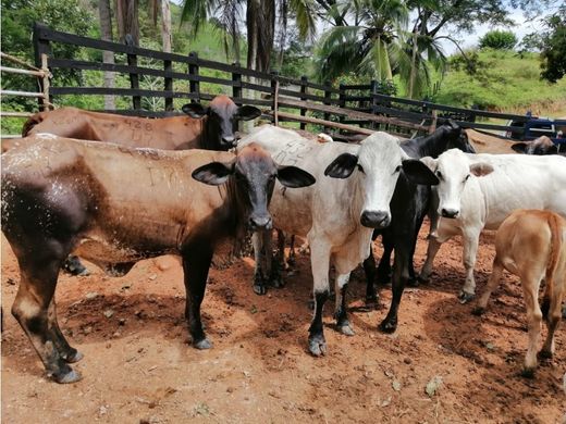 ‏בתים כפריים או חוות ב  Puerto Berrío, Departamento de Antioquia