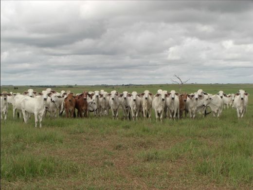 Farmhouse in Puerto Gaitán, Departamento del Meta