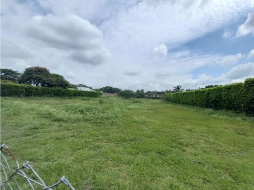 地皮  卡利, Cali