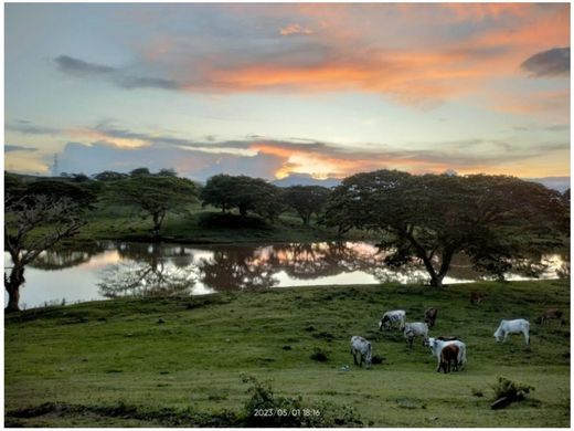 Teren w Zarzal, Departamento del Valle del Cauca