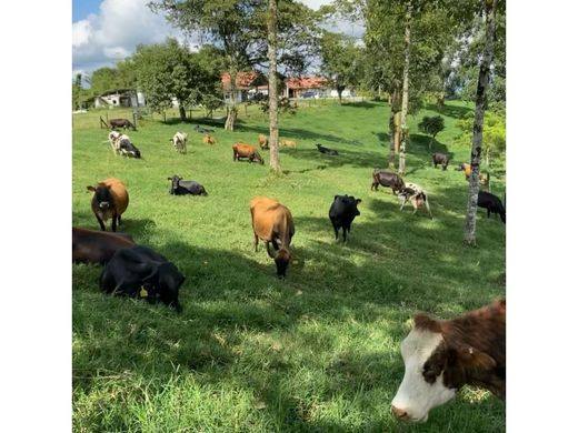 Farmhouse in Circasia, Quindío Department