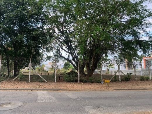 地皮  卡利, Cali