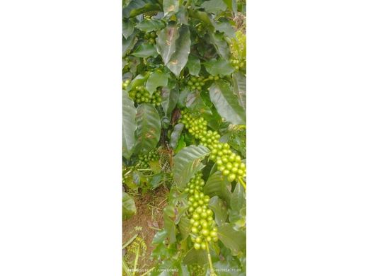 村舍/农舍  Betulia, Departamento de Santander