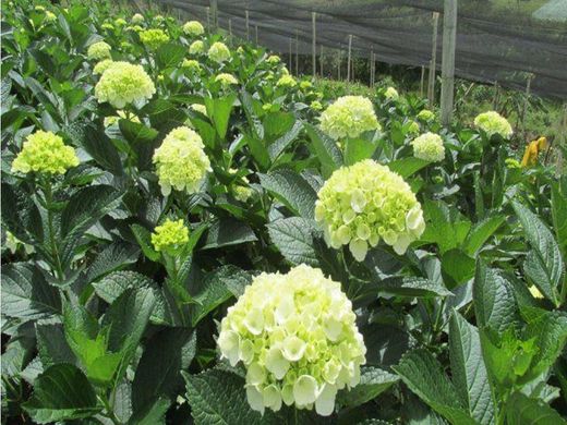 Boerderij in Pereira, Departamento de Risaralda