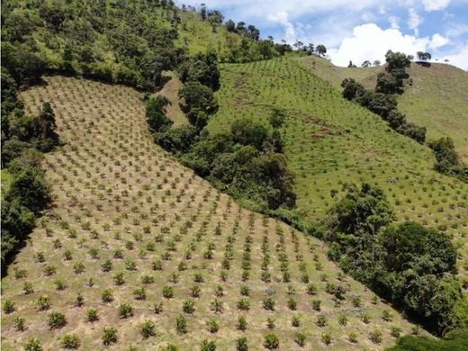 Ferme à Tarso, Departamento de Antioquia