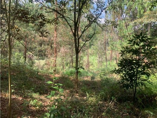 Αγροτεμάχιο σε Rionegro, Departamento de Antioquia