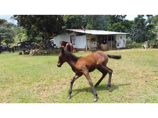 Ferme à Maceo, Departamento de Antioquia