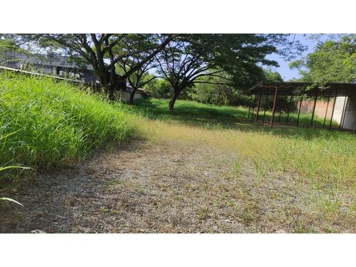 地皮  卡利, Cali