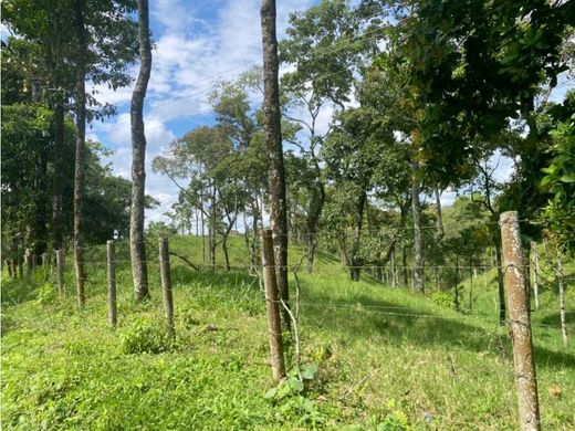 Land in Quimbaya, Quindío Department