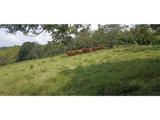 Rustik ya da çiftlik Montenegro, Quindío Department
