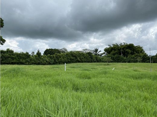 Land in La Tebaida, Quindío Department