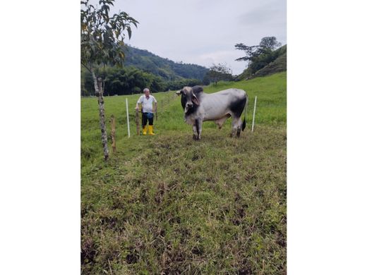Farmhouse in La Virginia, Departamento de Risaralda