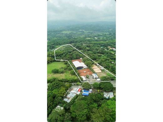 地皮  卡利, Cali