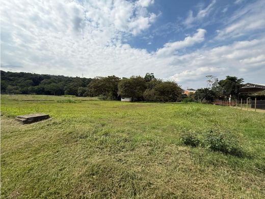 地皮  卡利, Cali