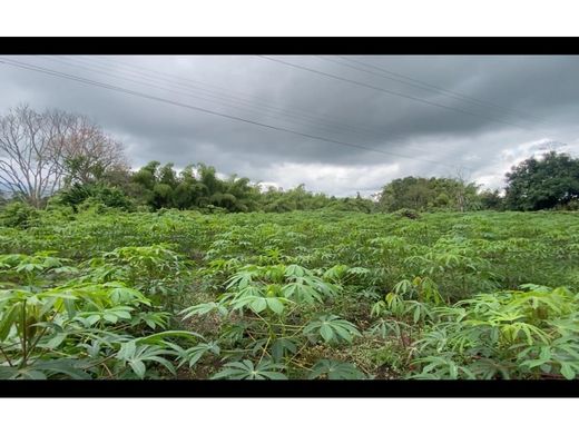 Arsa Armenia, Quindío Department