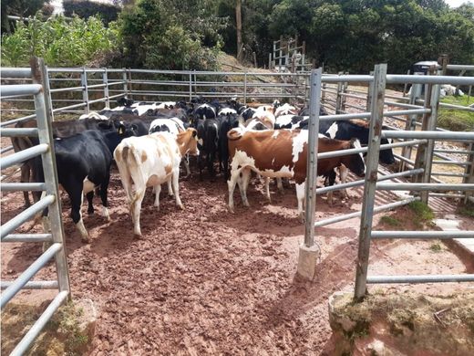 Ρουστίκ ή αγροικία σε Santa Rosa de Osos, Departamento de Antioquia