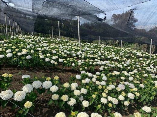 Gutshaus oder Landhaus in Guarne, Departamento de Antioquia