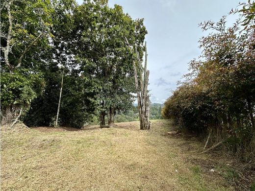 Arsa Envigado, Departamento de Antioquia