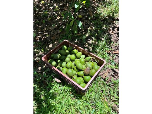 ﻣﻨﺰﻝ ﺭﻳﻔﻲ/ ﺑﻴﺖ ﻤﺰﺭﻋﺔ ﻓﻲ San Vicente, San Vicente Ferrer