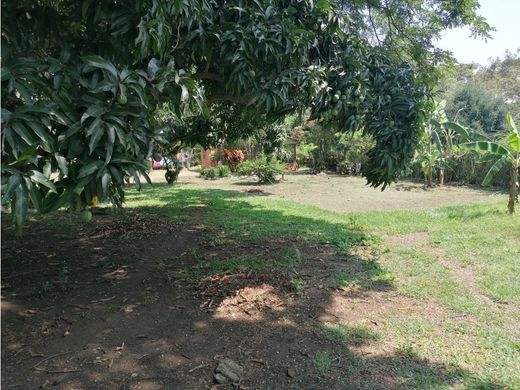 地皮  卡利, Cali