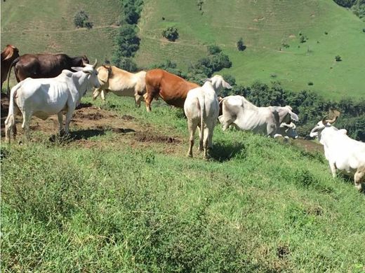 Rustykalny lub Wiejski w Abejorral, Departamento de Antioquia