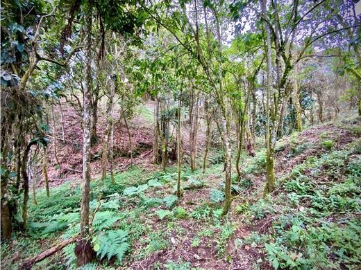 Arsa Envigado, Departamento de Antioquia