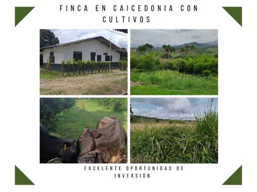 전원/농가 / Caicedonia, Departamento del Valle del Cauca